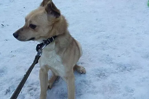 Roczny piesek potrzebuje cierpliwego i doświadczon