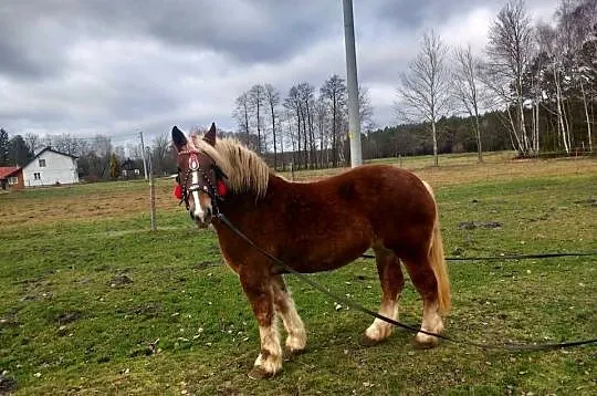 Sprzedam klacz 5-letnia, Mazowieckie, Sewerynów