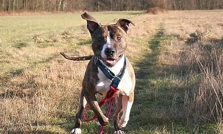 Farciarz - młody pies w typie rasy amstaff szuka d