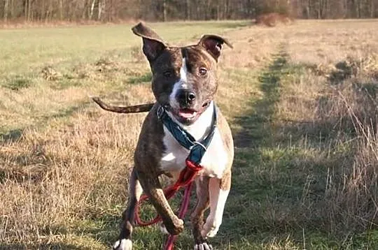 Farciarz - młody pies w typie rasy amstaff szuka d