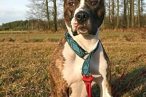 Farciarz - młody pies w typie rasy amstaff szuka d