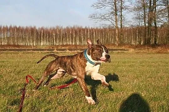 Farciarz - młody pies w typie rasy amstaff szuka d