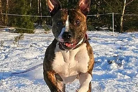 Farciarz - młody pies w typie rasy amstaff szuka d