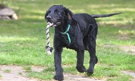Spaniel szuka domu, dolnośląskie Wałbrzych