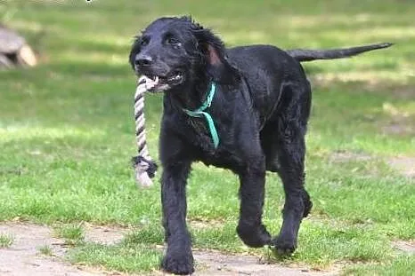 Spaniel szuka domu, dolnośląskie Wałbrzych