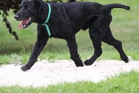 Spaniel szuka domu,  dolnośląskie Wałbrzych