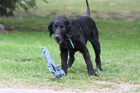 Spaniel szuka domu,  dolnośląskie Wałbrzych