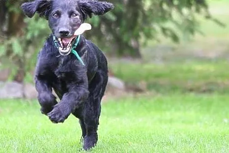Spaniel szuka domu,  dolnośląskie Wałbrzych