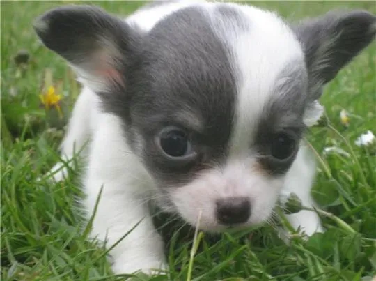 Przepiękne szczenięta chihuahua gotowe do sprzedaży w nowych domach, Mazowieckie, Radom