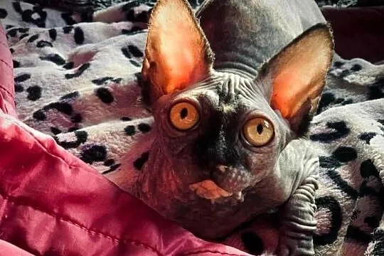 Morgan, Felka kotki czekają na Dom gremlin twarz & gumaguma
