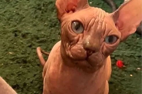 Morgan, Felka kotki czekają na Dom gremlin twarz & gumaguma, Śląskie, Sosnowiec
