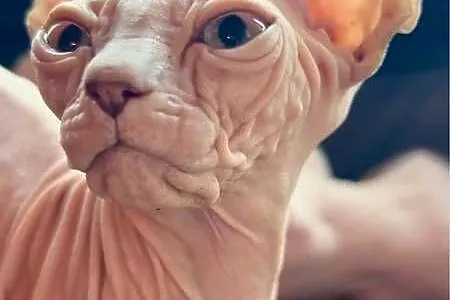Morgan, Felka kotki czekają na Dom gremlin twarz & gumaguma, Śląskie, Sosnowiec