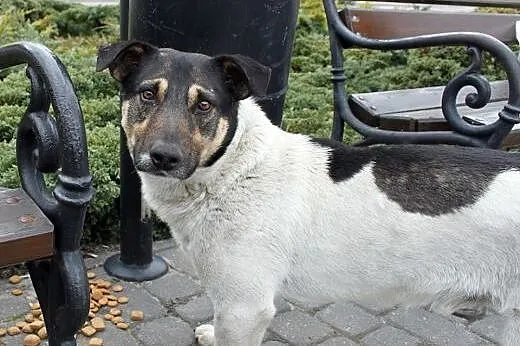 Roki-dzentelmen do pokochania od zaraz,  podlaskie Białystok