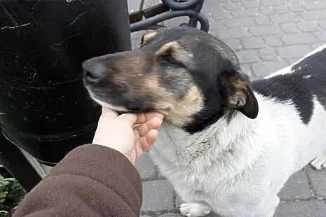 Roki-dzentelmen do pokochania od zaraz,  podlaskie