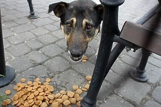 Roki-dzentelmen do pokochania od zaraz,  podlaskie