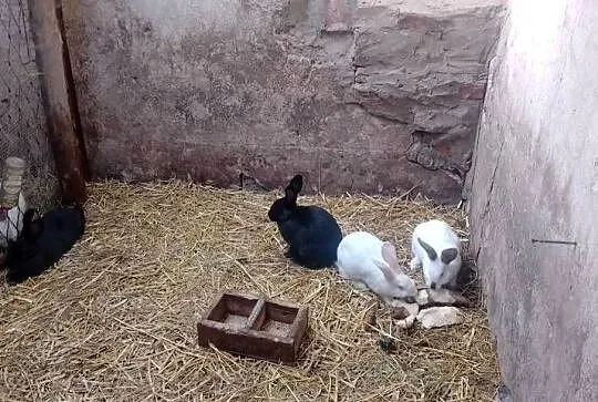 Samice zakocone sztuk 95 zł