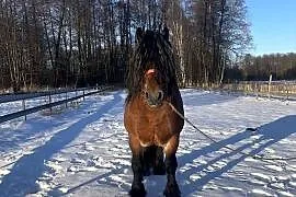 ogoer zimnokrwisty sokólski