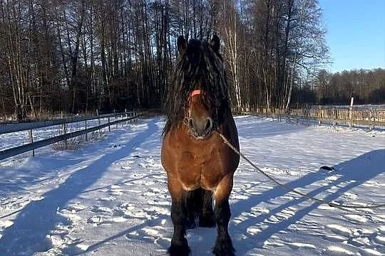 ogoer zimnokrwisty sokólski