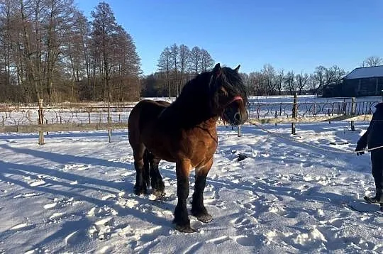 ogoer zimnokrwisty sokólski, Lubelskie, Michów