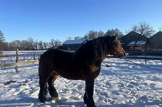 ogoer zimnokrwisty sokólski, Lubelskie, Michów