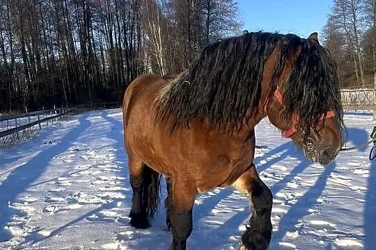 ogoer zimnokrwisty sokólski, Lubelskie, Michów