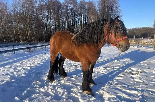 ogoer zimnokrwisty sokólski, Lubelskie, Michów