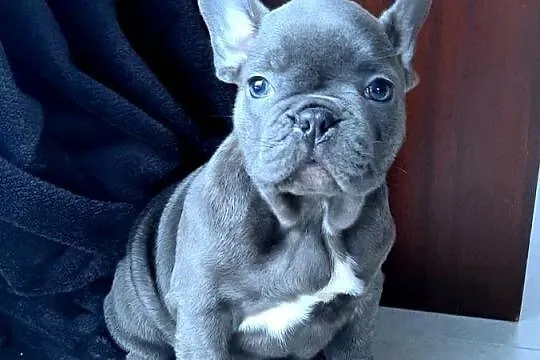 Buldog francuski blue bardzo pilne