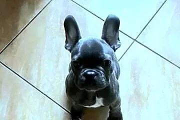 Buldog francuski blue bardzo pilne, Łódzkie, Pabianice