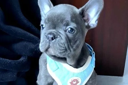 Buldog francuski blue bardzo pilne, Łódzkie, Pabianice