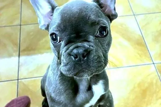 Buldog francuski blue bardzo pilne, Łódzkie, Pabianice