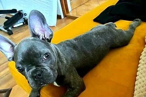 Buldog francuski blue bardzo pilne, Łódzkie, Pabianice
