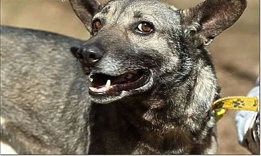 Niko-Uszatek pilnie poszukuje kochającego domu!,