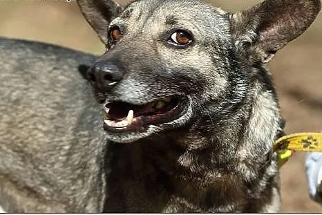 Niko-Uszatek pilnie poszukuje kochającego domu!,  
