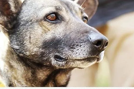 Niko-Uszatek pilnie poszukuje kochającego domu!,  