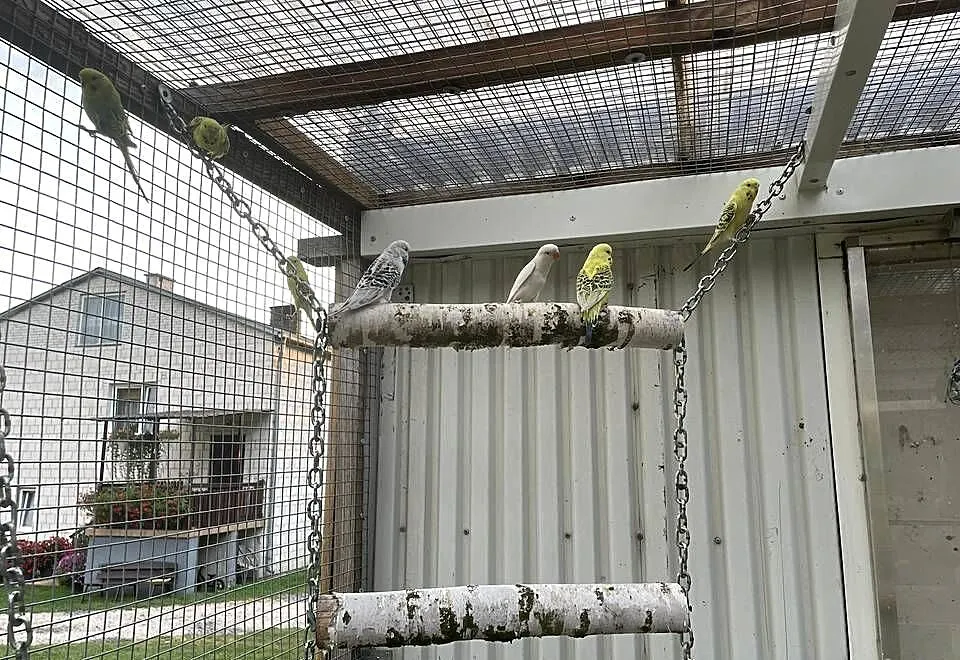 Papugi faliste tcb, Lubelskie, Ryki