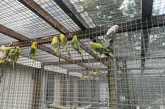 Papugi faliste tcb, Lubelskie, Ryki