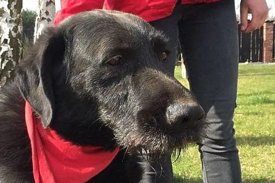 Wesoły grzeczny Bębenek szuka domu!,  Kundelki cała Polska, 