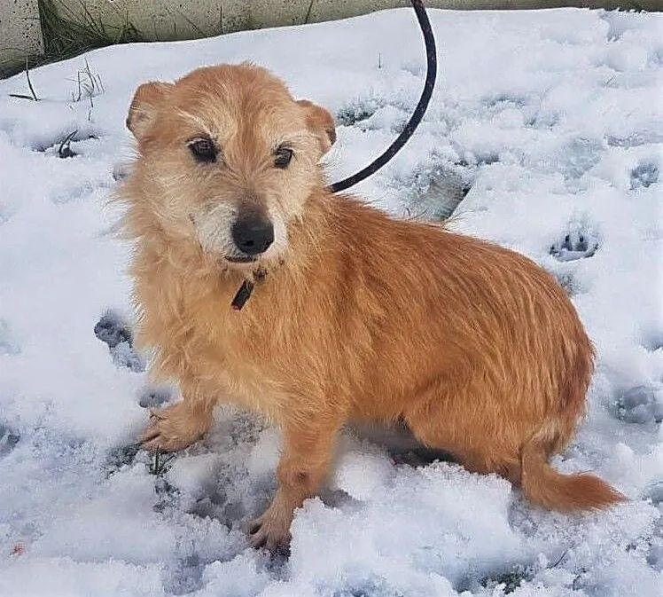 BIANKA - kochana, łagodna sunia w typie terriera szuka domu!, mazowieckie Warszawa, Mazowieckie, Warszawa