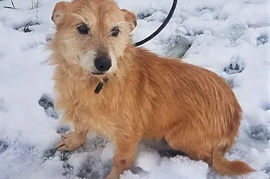 BIANKA - kochana, łagodna sunia w typie terriera szuka domu!,  mazowieckie Warszawa, Mazowieckie, Warszawa