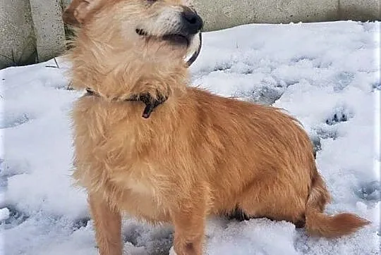BIANKA - kochana, łagodna sunia w typie terriera szuka domu!,  mazowieckie Warszawa, Mazowieckie, Warszawa