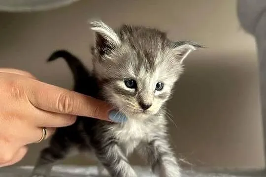Joker kocur Maine Coon, Kujawsko-pomorskie, Szembruk