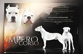 Szczeniaki Dog Argentyński ZKwP (FCI) krycie zagraniczne SŁOWACJA