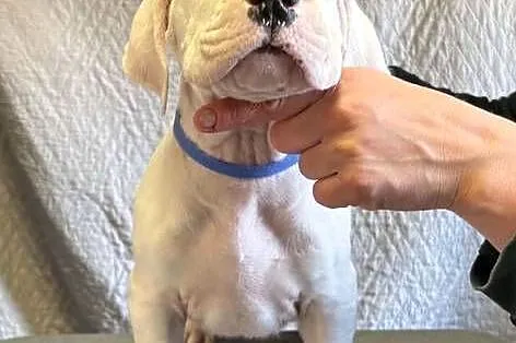 Szczeniaki Dog Argentyński ZKwP (FCI) krycie zagraniczne SŁOWACJA, Mazowieckie, Gończyce