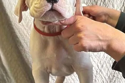 Szczeniaki Dog Argentyński ZKwP (FCI) krycie zagraniczne SŁOWACJA, Mazowieckie, Gończyce