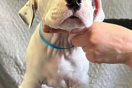 Szczeniaki Dog Argentyński ZKwP (FCI) krycie zagraniczne SŁOWACJA, Mazowieckie, Gończyce