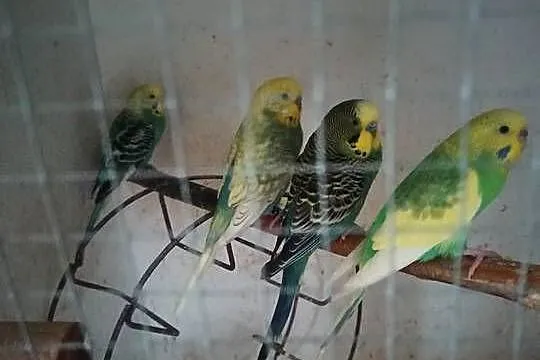 Sprzedam papugi faliste, Kujawsko-pomorskie, Gębice