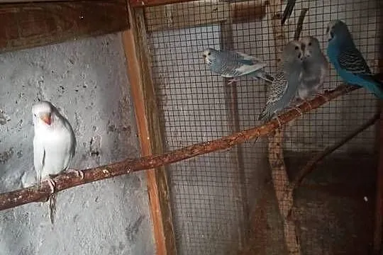 Sprzedam papugi faliste, Kujawsko-pomorskie, Gębice