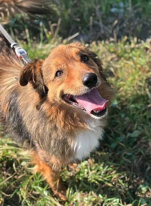 Misiek-8lat, 15kg, miękka ruda puchata sierść, pies czujny ale towarzyski, Małopolskie, Kraków