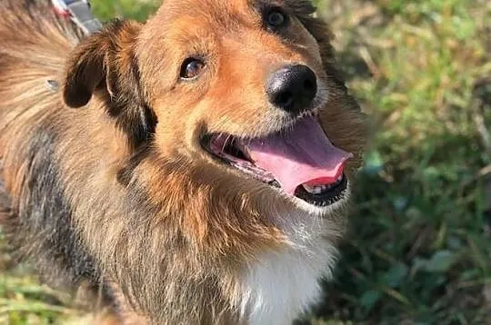 Misiek-8lat, 15kg, miękka ruda puchata sierść, pies czujny ale towarzyski, Małopolskie, Kraków
