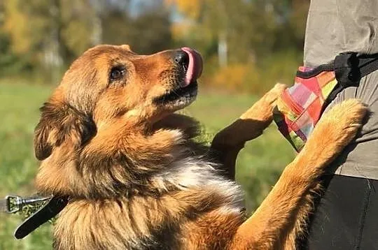 Misiek-8lat, 15kg, miękka ruda puchata sierść, pies czujny ale towarzyski, Małopolskie, Kraków